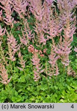 Astilbe chinensis Intermezzo