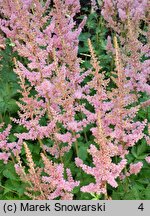 Astilbe chinensis Intermezzo