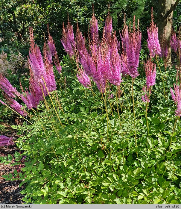 Astilbe chinensis Purpurkerze