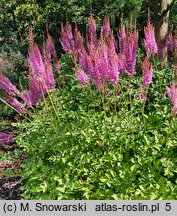 Astilbe chinensis Purpurkerze