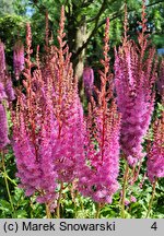 Astilbe chinensis Purpurkerze