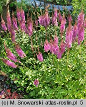 Astilbe chinensis Purpurkerze