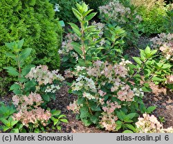 Hydrangea paniculata Polestar