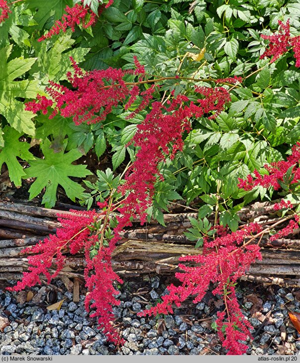 Astilbe Glut