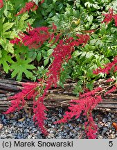 Astilbe Glut