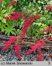 Astilbe Glut