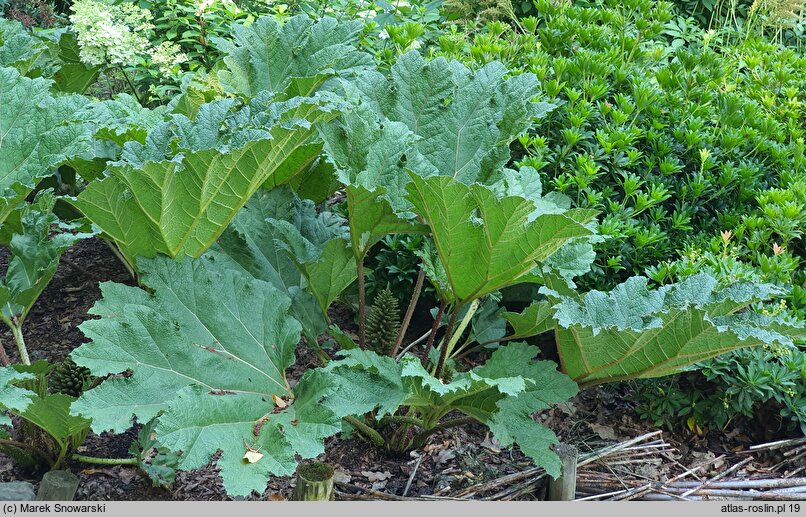 Gunnera tinctoria (parzeplin chilijski)