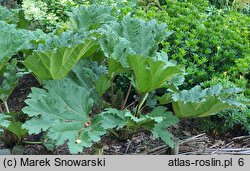 Gunnera tinctoria (parzeplin chilijski)