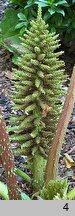 Gunnera tinctoria (parzeplin chilijski)