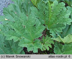 Gunnera tinctoria (parzeplin chilijski)