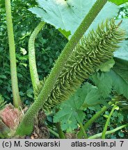 Gunnera manicata (gunnera olbrzymia)