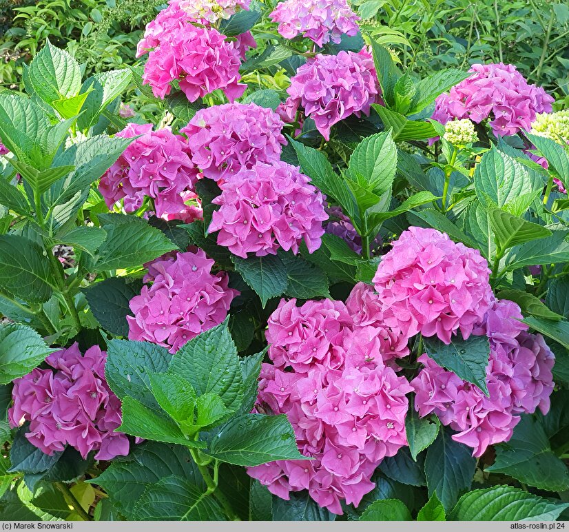 Hydrangea macrophylla Jip Blue