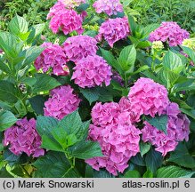 Hydrangea macrophylla Jip Blue