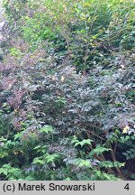 Sambucus nigra Gerda