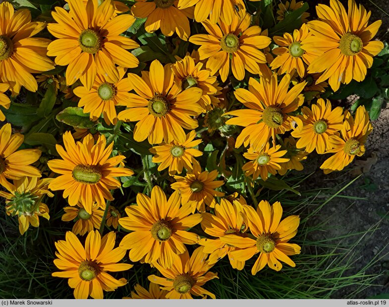 Rudbeckia Sunbeckia Ophelia