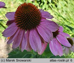 Echinacea Amazing Dream