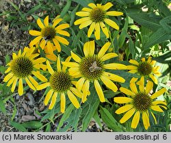 Echinacea Sunny Meadow Mama