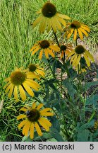 Echinacea Sunny Meadow Mama