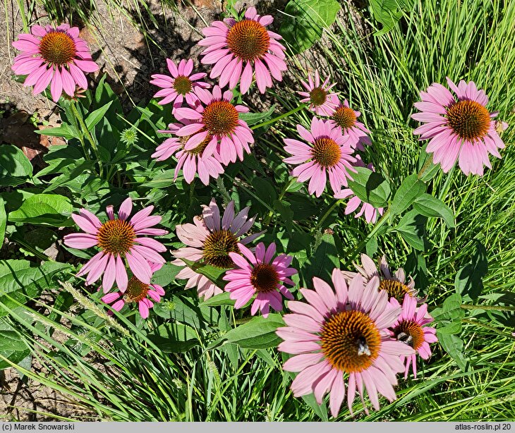 Echinacea Secret Affair