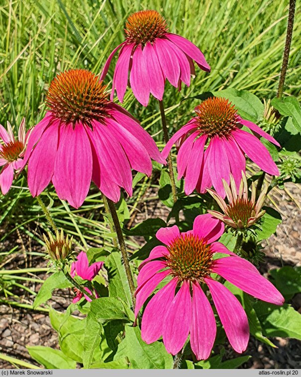 Echinacea purpurea Pow Wow Wild Berry