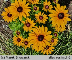 Rudbeckia Sunbeckia Carolina