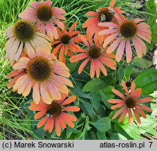 Echinacea Julia