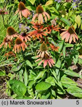 Echinacea Julia