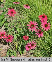 Echinacea Glowing Dream