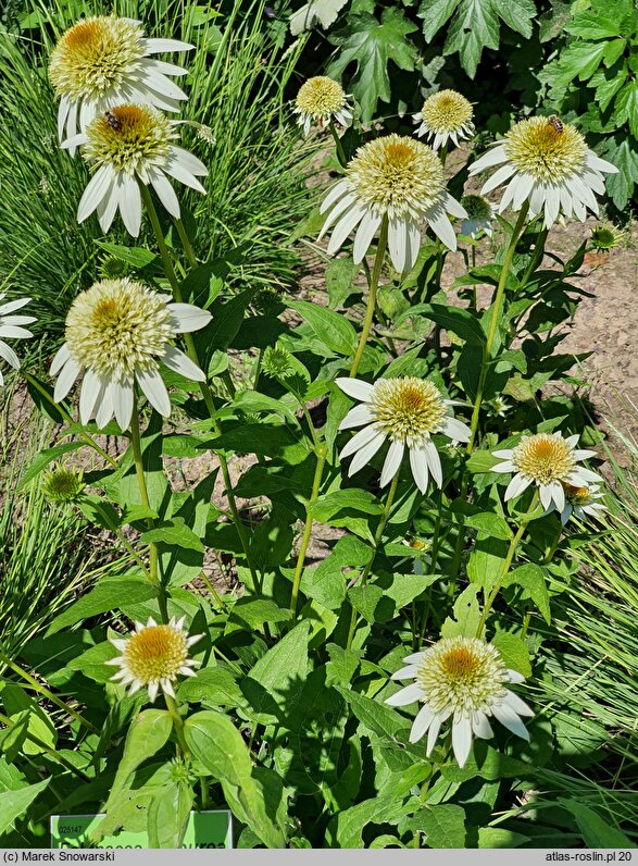 Echinacea purpurea Milkshake