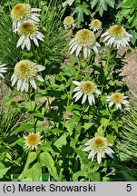 Echinacea purpurea Milkshake