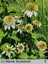 Echinacea purpurea Milkshake