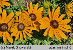 Rudbeckia Sunbeckia Victoria