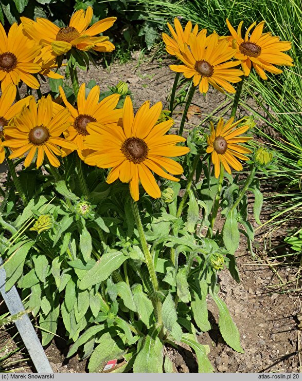 Rudbeckia Sunbeckia Victoria