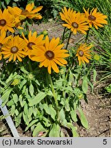 Rudbeckia Sunbeckia Victoria