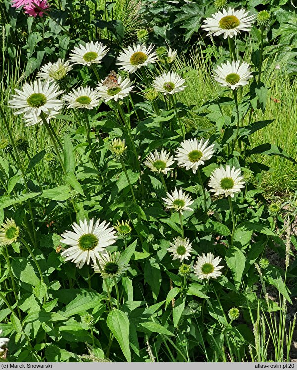 Echinacea purpurea Virgin