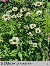 Echinacea purpurea Virgin