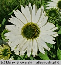 Echinacea purpurea Virgin