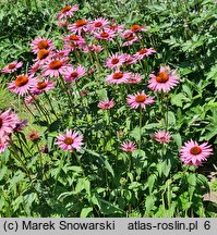 Echinacea purpurea Ruby Giant