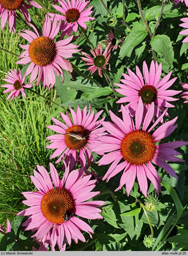 Echinacea purpurea Ruby Giant