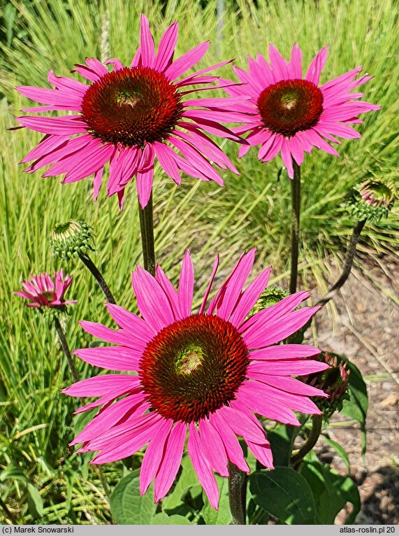 Echinacea purpurea Green Eyes