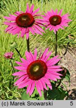 Echinacea purpurea Green Eyes