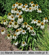 Echinacea Heavenly Dream