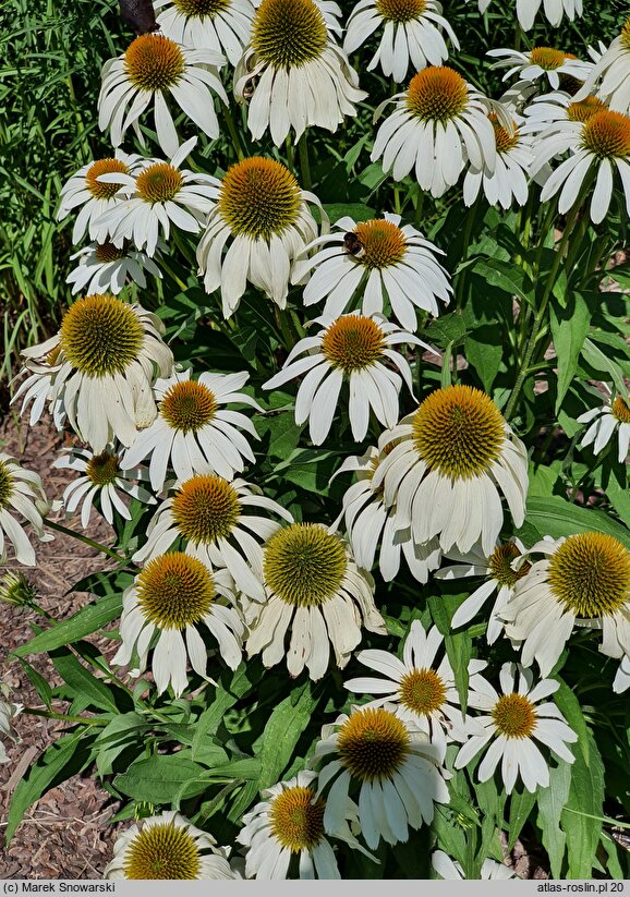 Echinacea Heavenly Dream