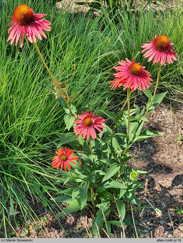 Echinacea Hot Lava