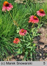 Echinacea Hot Lava