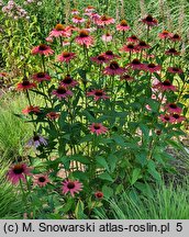 Echinacea Mamma Mia