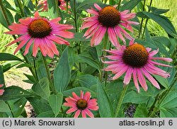 Echinacea Mamma Mia