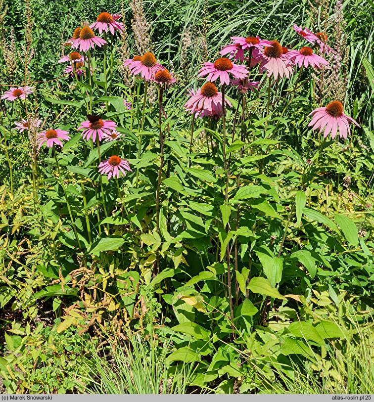 Echinacea purpurea Merlot