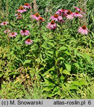 Echinacea purpurea Merlot