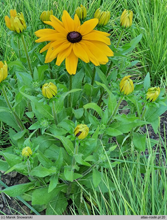 Rudbeckia Sunbeckia Paulina